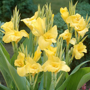 Canna 'Jaune'